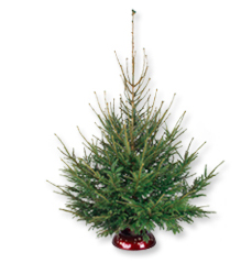 Tannen-Paradies Fichte Tanne in Easyfix Christbaumständer.